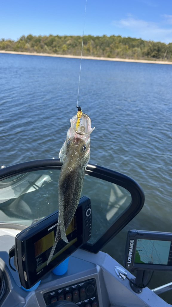 lightlinefishin's tweet photo. https://t.co/TKwU5euIox