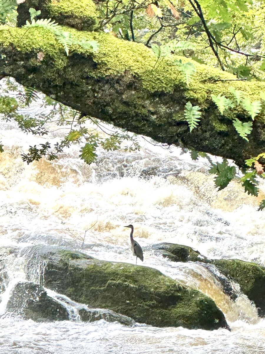 The wild &amp; beautiful River Slaheny today in Co. Kerry #Ireland #StormBabet