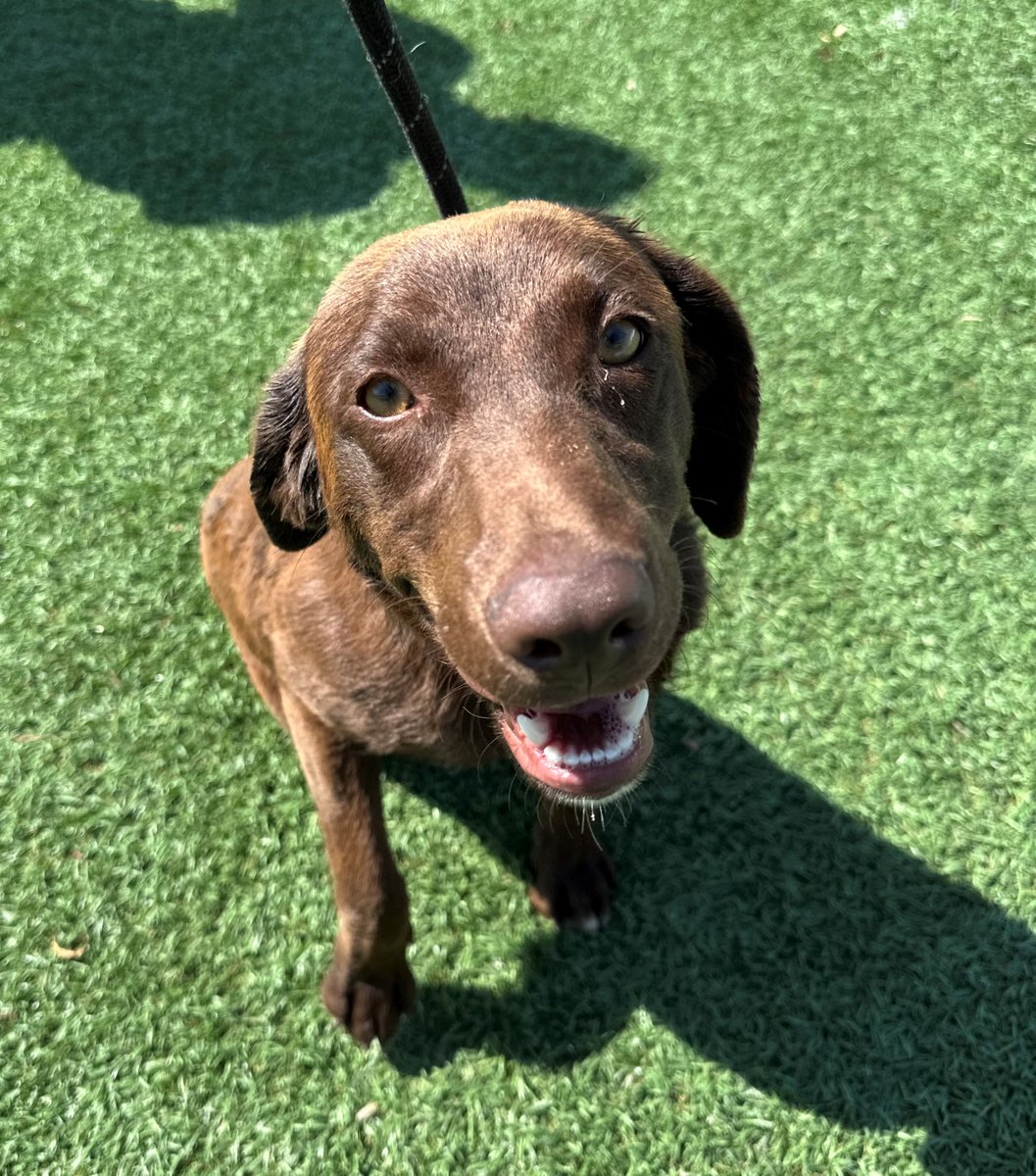 GG_Lab_Rescue's tweet photo. Goldie Approximate 10 Month-Old Chocolate Lab Mix  40 Pounds, Spayed Female. Goldie is a sweet puppy. She's very friendly yet shy so she doesn't overwhelm people as Labs sometimes do! She's quite sensitive to stern comments on her behavior and wants desperately to do what's right https://t.co/r6ZuddKhRF