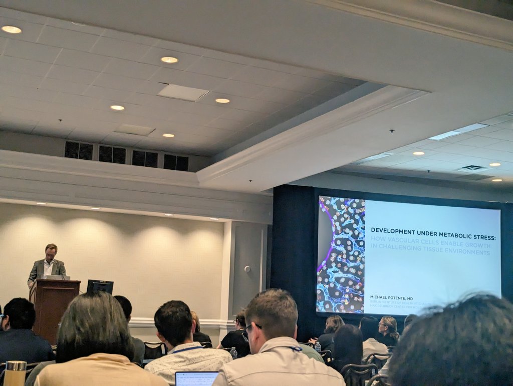vascularbiology's tweet photo. Amazing overview of endothelial cell metabolism by Dr. Michael Potente, recipient of the 2023 NAVBO Folkman Award! 🏆

Congratulations to all the awardees!! 🥇

@potente_michael #NAVBO2023 https://t.co/kTk3nCPmHt