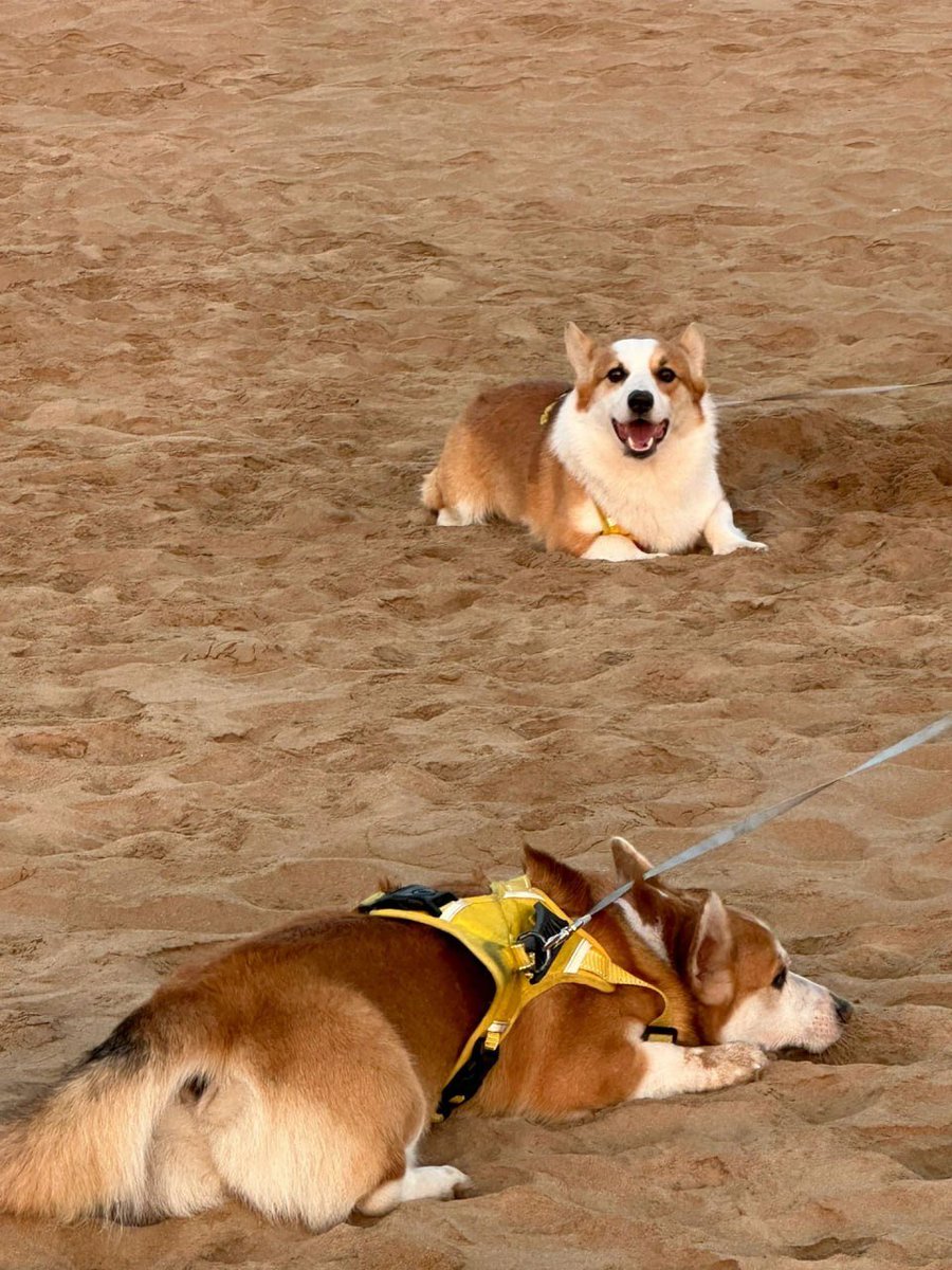 おはようございます。
かわいい犬です。