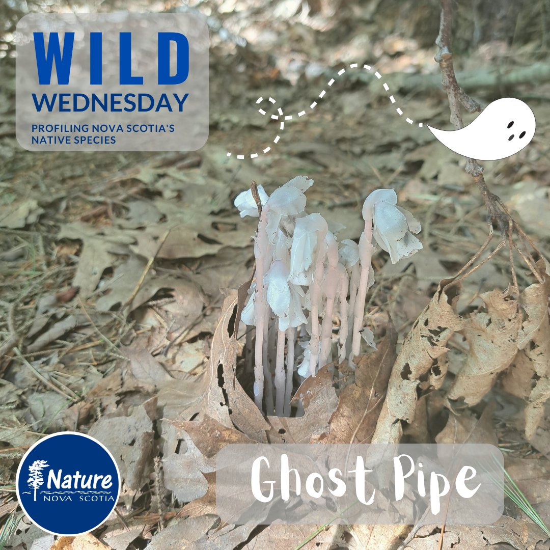 What better way to embrace the spooky season than by delving into the realm of Monotropa uniflora, also known as ghost pipe. Protect our mature forests and preserve the ghost pipes' habitat sign our letter to Minister Rushton. Link here: naturens.ca/actions/ecolog…