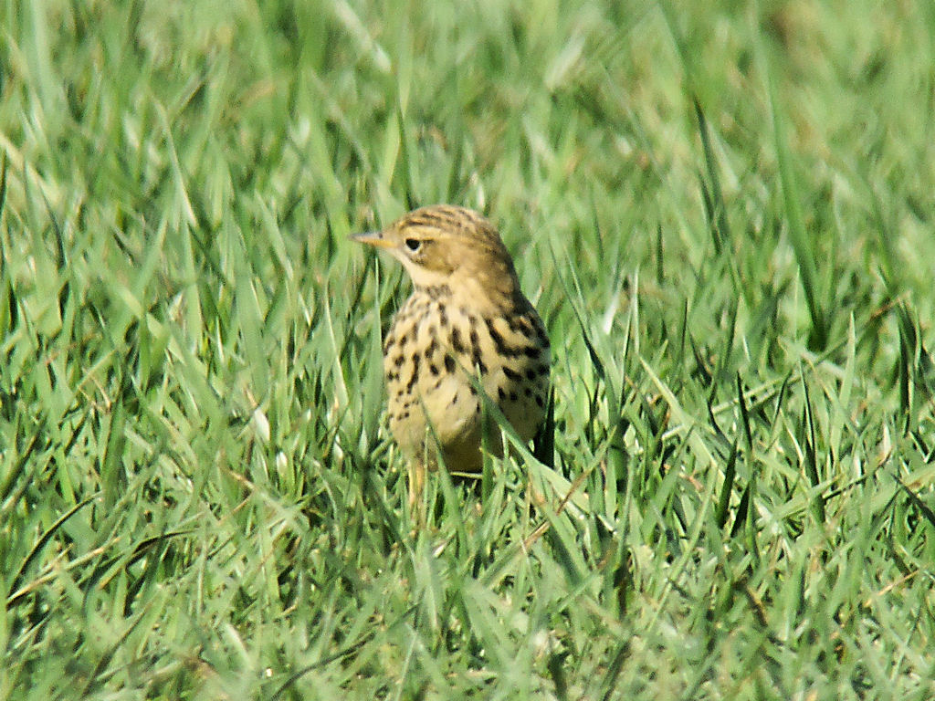 Optics4Birding's tweet photo. Red-throated Pipit
#Birdwatching #Optics4Birding https://t.co/mgt0MNsFZU