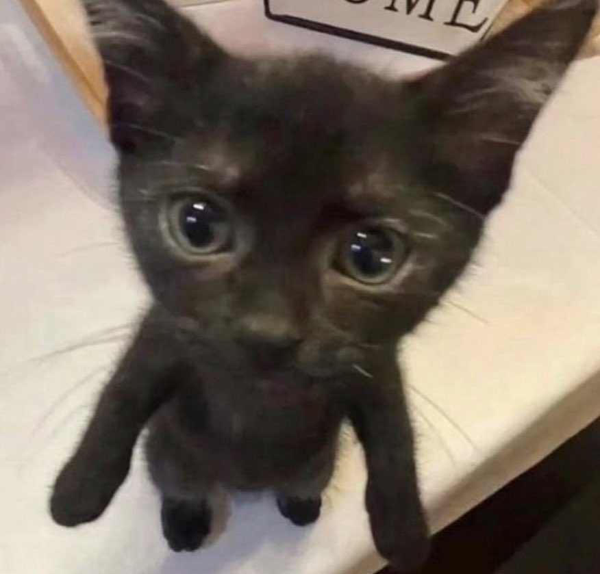 gnf as cats tweet media