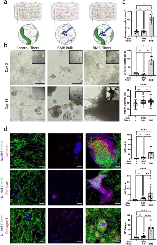 Ariella Shikanov (@ariellashikanov) on Twitter photo Super excited to share our paper using matrix-templating fibrous hydrogels in Bioactive Materials!
<a href="/CE_Tomaszewski/">Claire Tomaszewski</a> <a href="/ShikanovLab/">Shikanov Lab</a> <a href="/BakerLaboratory/">Baker Lab</a> <a href="/BioactiveMat/">Bioactive Materials</a> <a href="/UMBME/">U-M BME</a> #biomaterials #follicles
sciencedirect.com/science/articl… Super excited to share our paper using matrix-templating fibrous hydrogels in Bioactive Materials!
<a href="/CE_Tomaszewski/">Claire Tomaszewski</a> <a href="/ShikanovLab/">Shikanov Lab</a> <a href="/BakerLaboratory/">Baker Lab</a> <a href="/BioactiveMat/">Bioactive Materials</a> <a href="/UMBME/">U-M BME</a> #biomaterials #follicles
sciencedirect.com/science/articl…