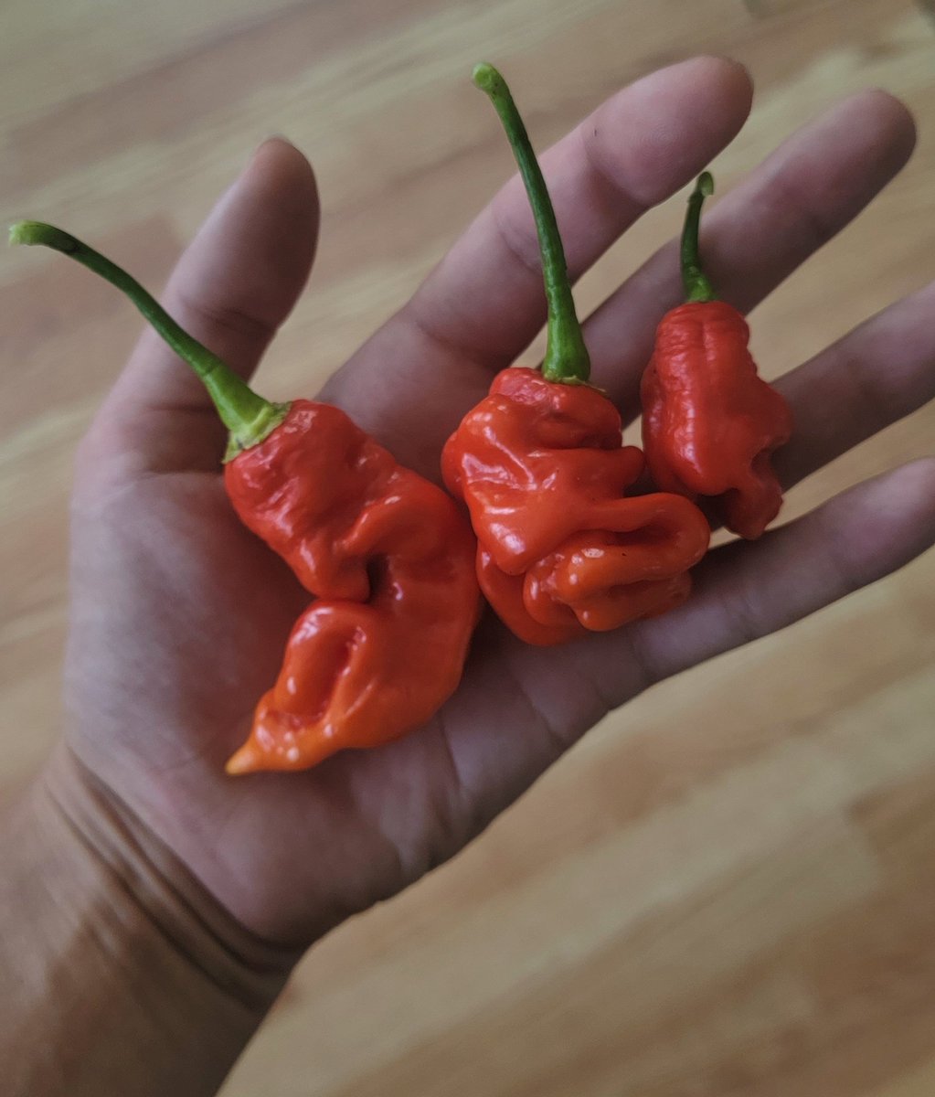 amanda_devik's tweet photo. Supposed to be yellow Goronong but went from green to red real fast ๐ค #peppergate https://t.co/V7loZfNVCU