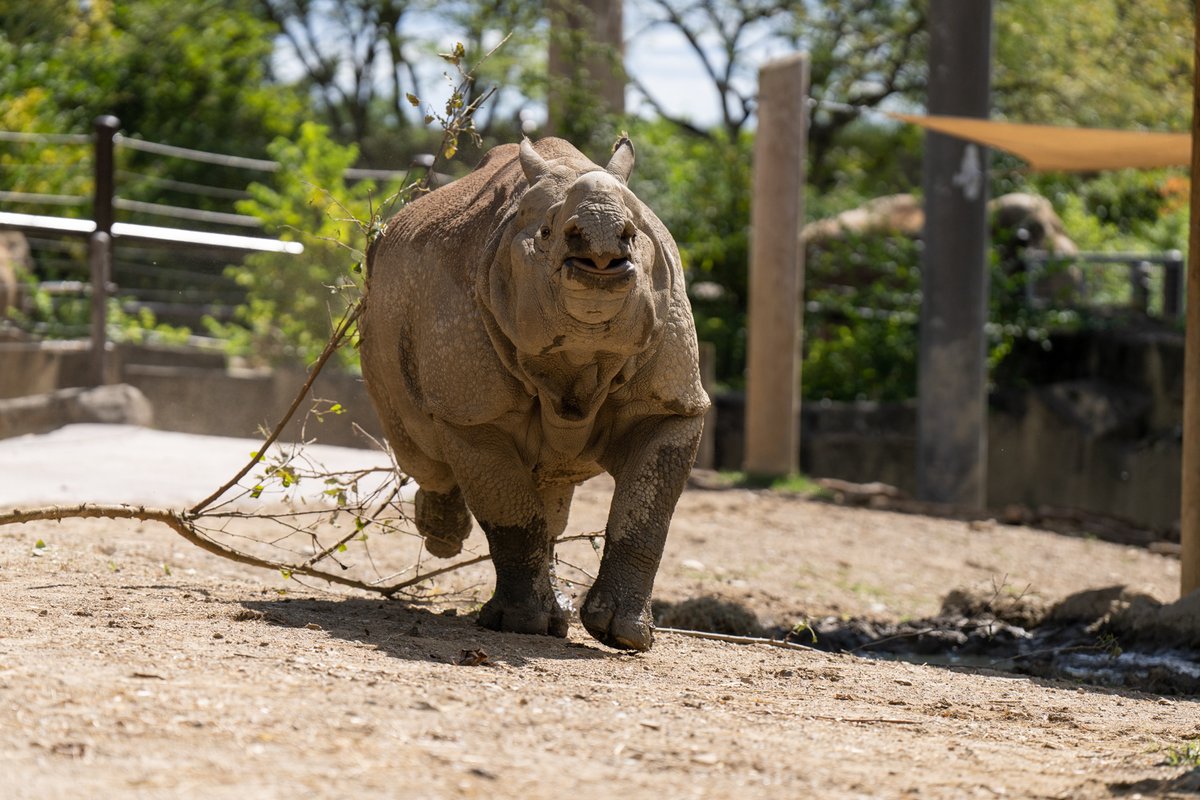 Brian, a six-year-old male Indian rhino from Ohio's @ColumbusZoo, has officially 'crashed' the party in the Asian Highlands. His arrival marks an exciting step forward for the Zoo's ongoing rhino conservation efforts: omahazoo.com/inthenews/post… 📷: Amanda Carberry