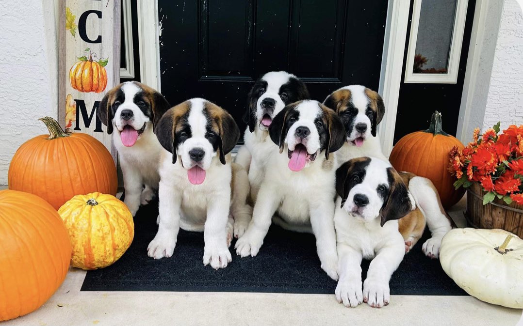 Happy fall puppies🍁🍂🎃 #animals #PuppyLovers #puppiesoftiktok #puppiesofX #big #fall #puppy #ADOPTION #puppiesoftwitter #puppiesforsale #puppyforsale #saintbernards #Trending #dog