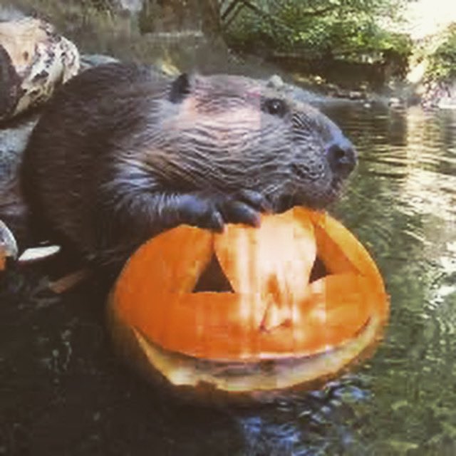 WildBeaver's tweet photo. Beavers can be scary… but they always end up bringing smiles 🦫 🎃 #SpookySeason #Nashville #HumpDay https://t.co/hP42fgsFD4