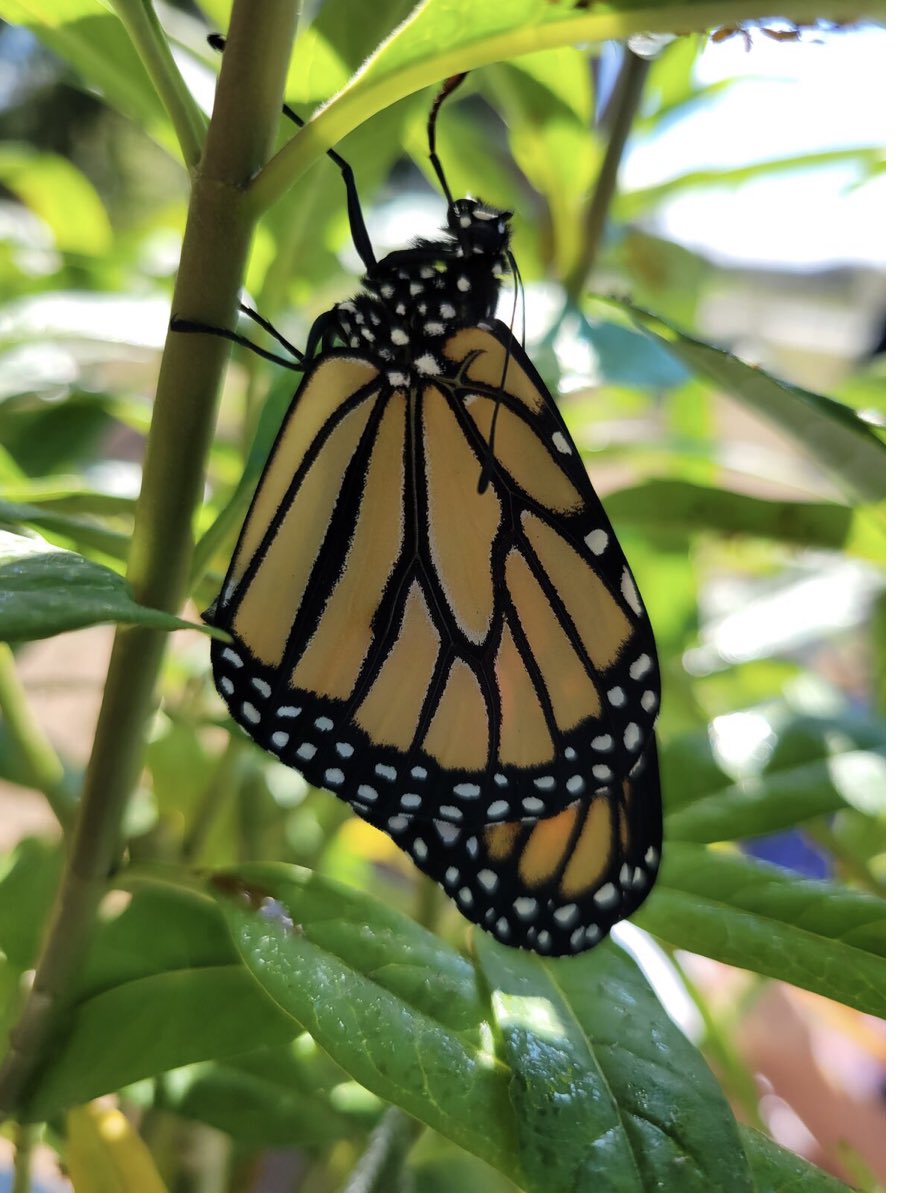 Ms. Augustine’s class got to witness this beauty emerge from its chrysalis during their garden time today with @readygrowgarden
