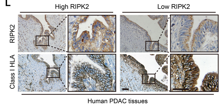 Cancer Discovery tweet media