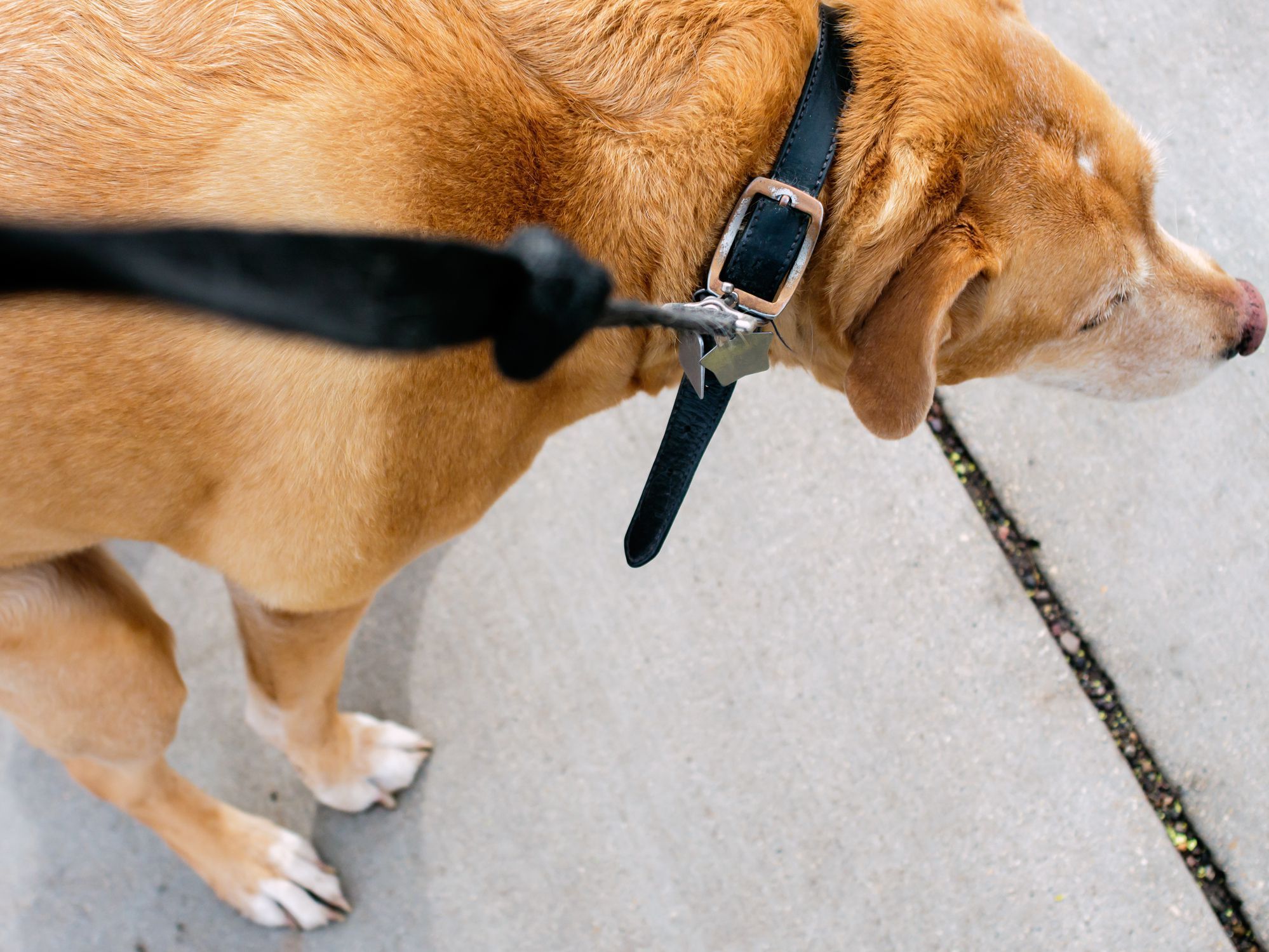 Good source of fiber for dogs top
