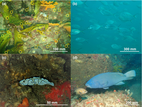 Alistair Poore (@alistairpoore) on Twitter photo Using hidden information in the background of diver photos to monitor reef habitats - just out in <a href="/JAppliedEcology/">Journal of Applied Ecology</a> - led by Chris Roberts <a href="/adriatix/">Dr Adriana Vergés</a> <a href="/unswcmsi/">UNSW CMSI</a> <a href="/UNSWScience/">UNSW Science</a> #CitizenScience
doi.org/10.1111/1365-2… Using hidden information in the background of diver photos to monitor reef habitats - just out in <a href="/JAppliedEcology/">Journal of Applied Ecology</a> - led by Chris Roberts <a href="/adriatix/">Dr Adriana Vergés</a> <a href="/unswcmsi/">UNSW CMSI</a> <a href="/UNSWScience/">UNSW Science</a> #CitizenScience
doi.org/10.1111/1365-2…