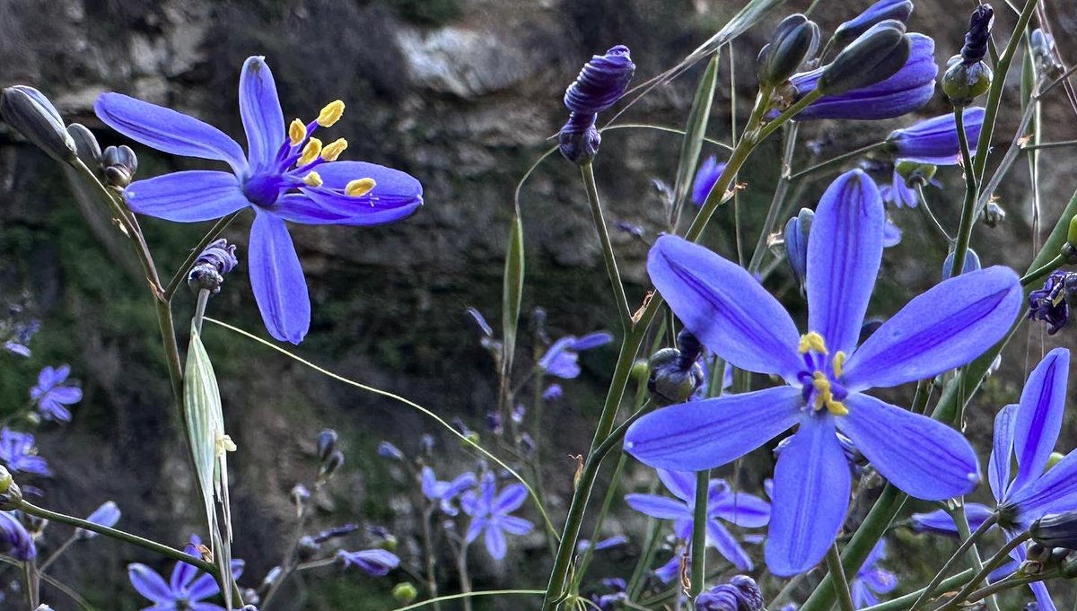 AleSaenzB's tweet photo. Para proteger al Azulillo es que @QueremosParque entero en el Cajón del Maipo #flora #floranativa #azulillo https://t.co/ArHLWYrmQe