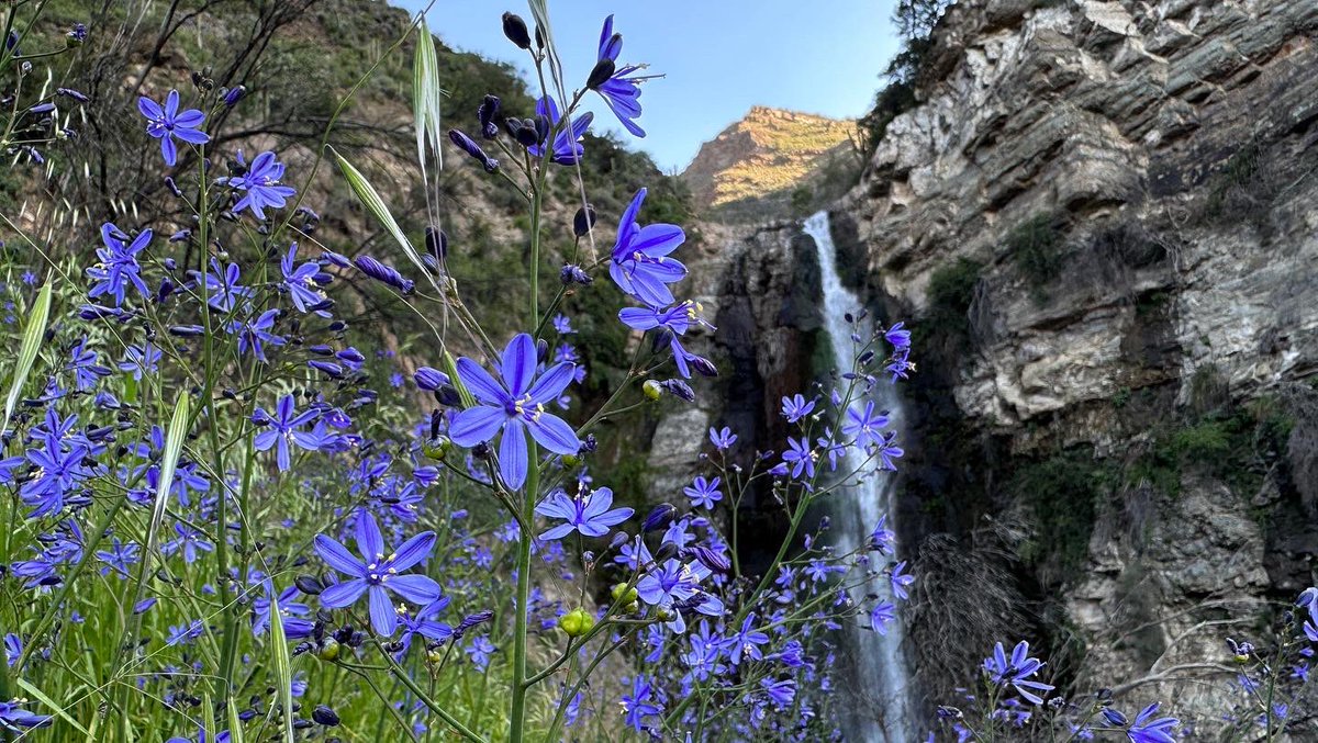 AleSaenzB's tweet photo. Para proteger al Azulillo es que @QueremosParque entero en el Cajón del Maipo #flora #floranativa #azulillo https://t.co/ArHLWYrmQe