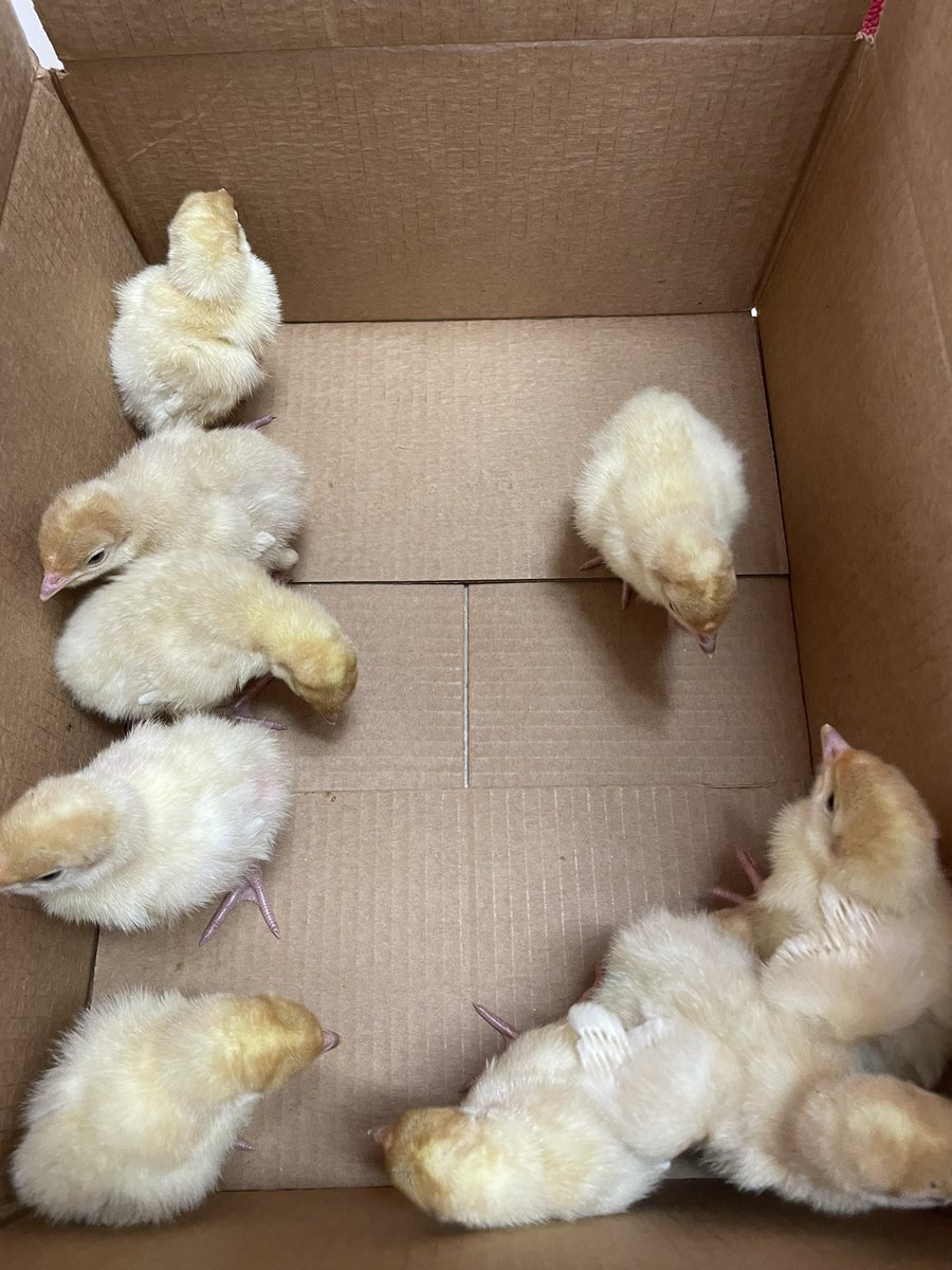 These chicks were at school today but left to their new homes this afternoon. I know these chicks will be treated right with the love and care they deserve. #FFA #MPND