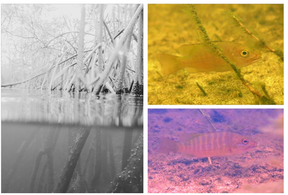 JAReis_Filho's tweet photo. 📚 New paper alert!🐟We explored the  vital role of mangrove habitats for juveniles of the largest Atlantic  Ocean snapper, the cubera snapper.🌱 Fisher knowledge and underwater  surveys collaborated to unveil this significance. Check it out!
doi: 10.3389/fmars.2023.1292788 https://t.co/WfrNBDJPmD