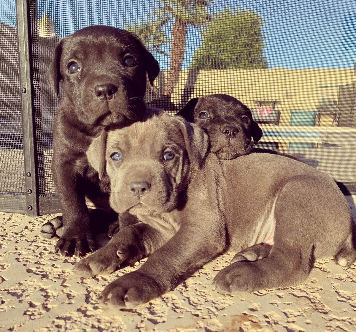 GroomingArizona's tweet photo. Italian mastiff puppies. looking for a new home.   #phoenix  #arizona #dog #scottsdale  #az #phx #ItalianMastiff #caneCorso  https://t.co/jp8Vfz27JS https://t.co/yNzyexVXyV