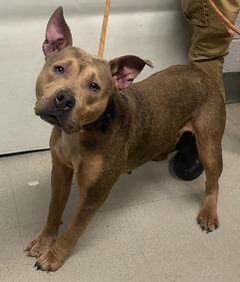 Posh Pets Rescue saved HONEY 184016 & FIGARO 182024 from @NYCACC. They are safe with us getting over kennel cough. If you would like to donate for their care click link below: poshpetsrescueny.org/donate/