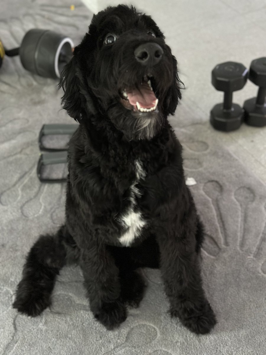 HWGJDCompassRE's tweet photo. @rotobuzzguy my girl Luna! ❤️ 🐾 https://t.co/Ds4BHC0WEM