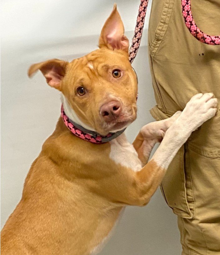 MyBoxerLuvMac1's tweet photo. 💔Bingo💔
#NYCACC #180449 7m
▪️To Be Killed: 10/19💉
▪️$15 Pledges
Friendly sweetie's💔, given up 4 new baby/no time! Affectionate, loving baby's just 30lbs.
Darling needs loving, N.East #Adopter/#Foster, 4 security, structure, 2 blossom into yr 4ever BFF.
Pls #pledge 
💕Bingo https://t.co/2QfgsxkQNd