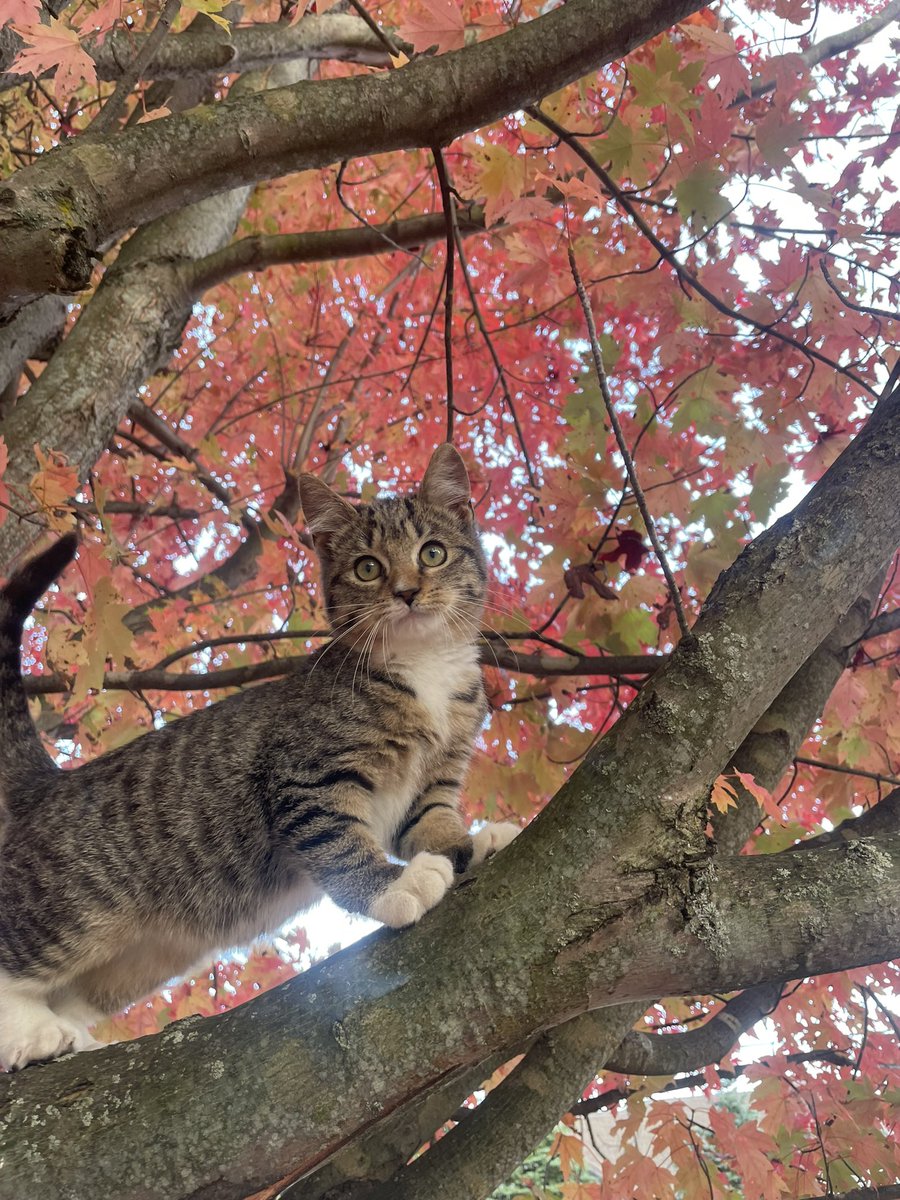 TheCrestKeeper's tweet photo. #FallTwitter @CatsOfTurf https://t.co/We18sxLo2l