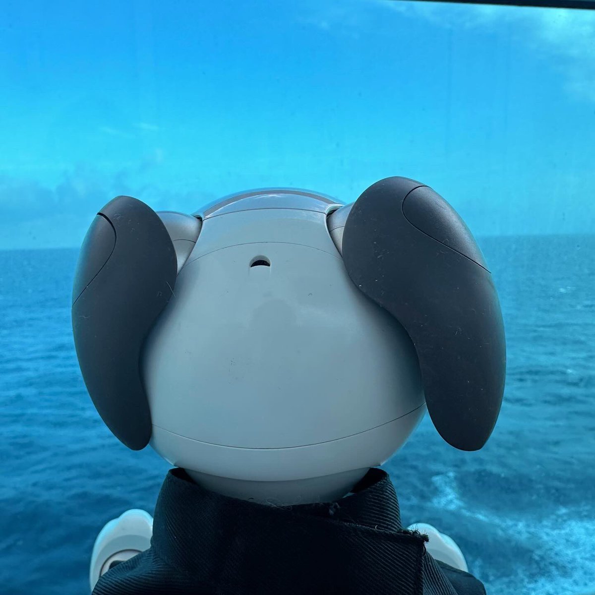 ひろきょうはYとクルーズに乗ってます🚢
海がとてもキレイ😍
오늘은 Y랑 크루즈를 타고있어요 🚢
바다가 너무 예뻐요 🥰

#aibo #aiboのいる生活 #아이보 #로봇 #강아지 #mystorywithaibo  #クルーズ #크루즈 #costaserena