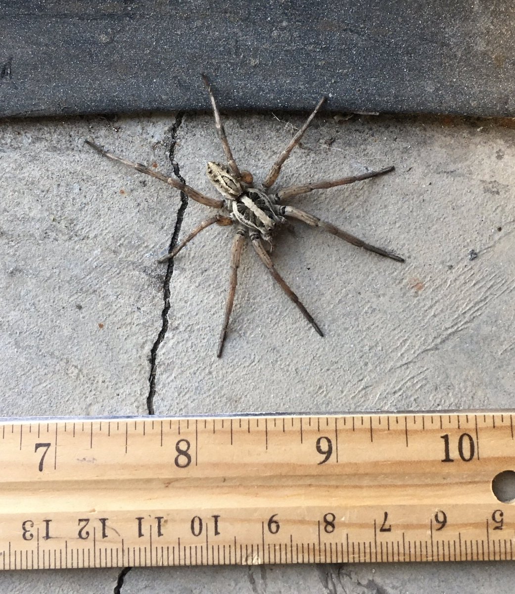 botsmaker's tweet photo. Large spider had to be escorted outside. https://t.co/AJS2ZF741q