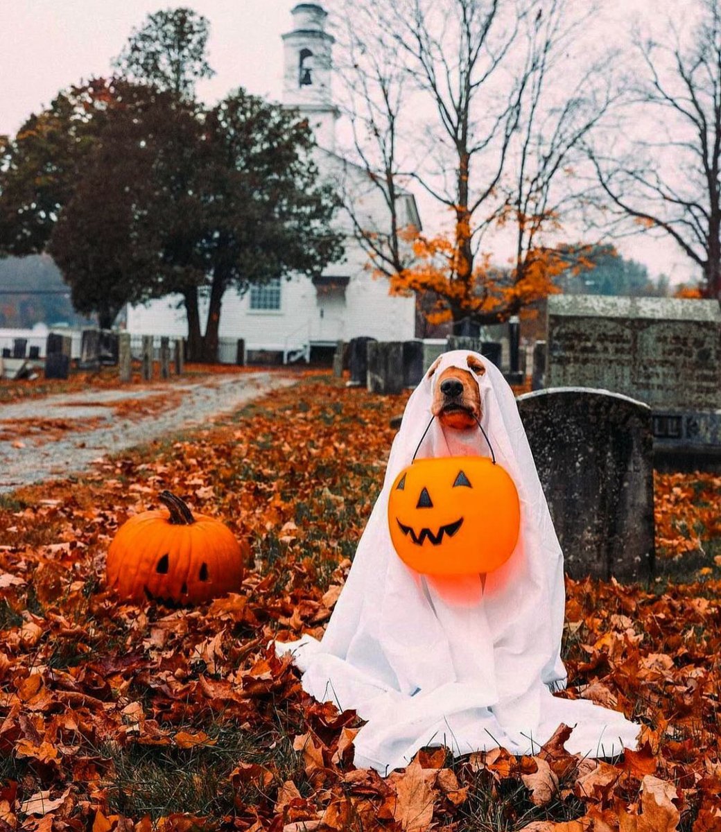 𝖔𝖈𝖙𝖔𝖇𝖊𝖗 𝖑𝖔𝖛𝖊𝖗𝖘 (@aperfectpumpkin) on Twitter photo 