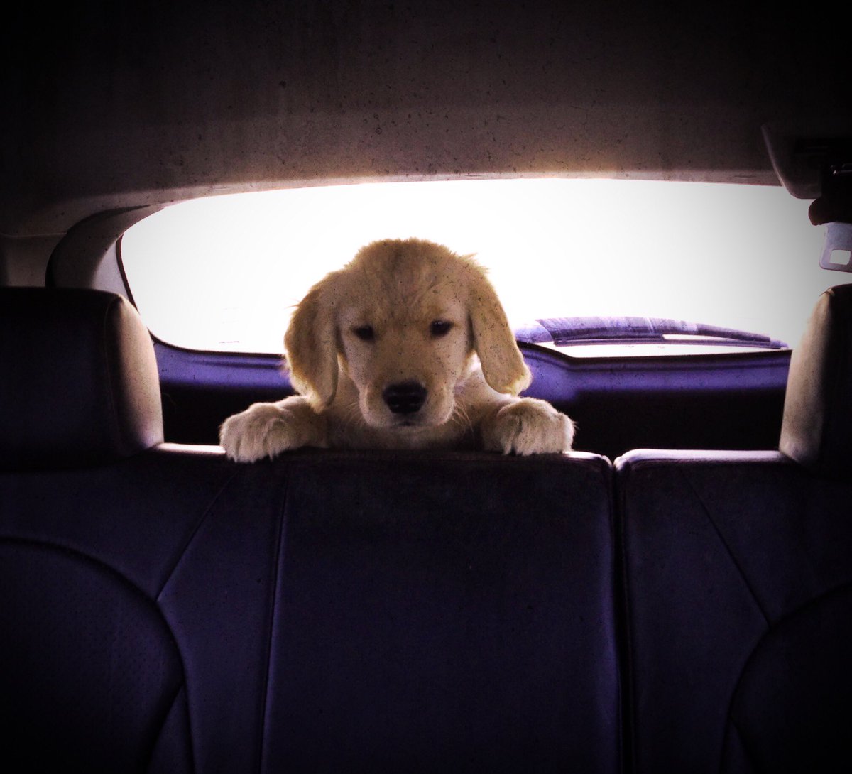 When Seamus was a puppy in our Subaru ❤️ #SNELovesPets ❤️🚙