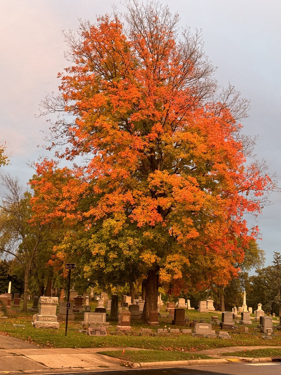 Amber Rose Cederström tweet media