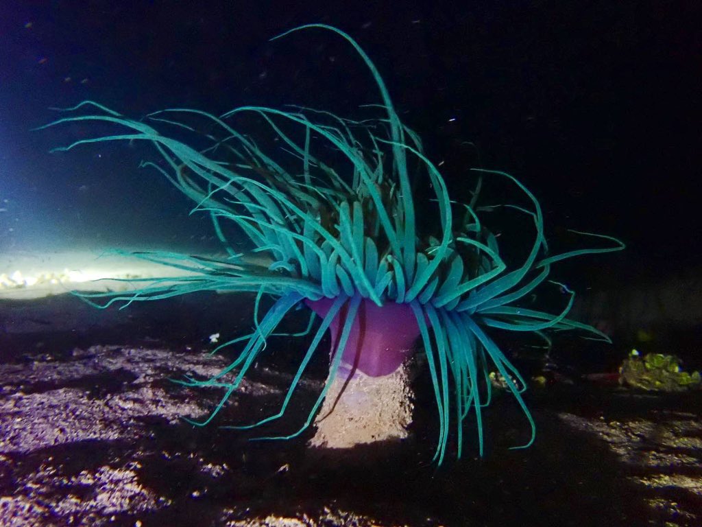 ClaassensLouw's tweet photo. Did someone say #anemones have no flair?! Of course not - just look at this beauty!!! #timorleste #tubeanemone #marineinvert #nightdiving https://t.co/t18wdrRb57