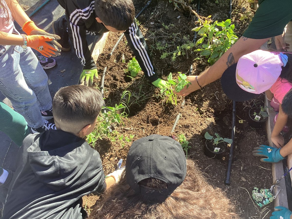 What a great day for our Madla 🐊’s. Our students got a chance to go out and plant some broccoli, lettuce, and other goodies <a href="/ssaisd/">South San Antonio ISD</a> We are so proud of our Ss and Community Garden #NoBoundsNoLimits