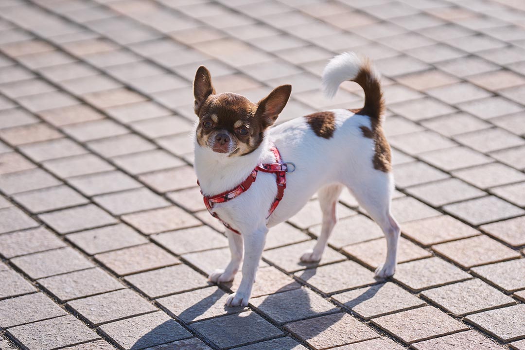 203photogenic's tweet photo. 自分で撮るのは難しかった人生初の #犬のいる暮らし 。一緒に生きている証を代わりに📸お任せできる、同業の方との出会いを願い数年。
遂に個展を訪ねてくれた #ニューボーンフォト を主軸にされる #工房hinatama のフォト��ラファー・木村寛子さんに巡り会い叶えて頂く✨☺️
https://t.co/YzEpK6jZVA https://t.co/PzuPxchrs8