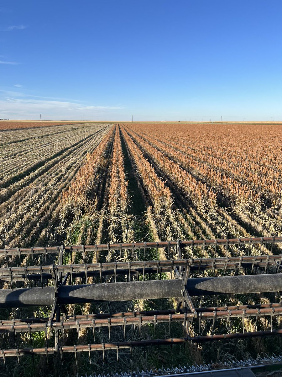 Relay milo - not a bumper yield, but 80bu wheat, 100bu milo and some lbs of feeder steers will make these acres very productive.