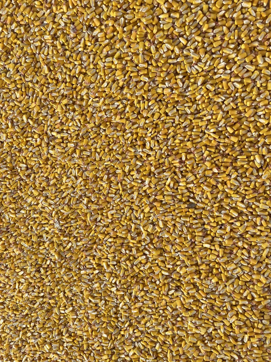 ronrob84's tweet image. Another @ChannelSeed corn plot out today in Yuma, Colorado.  

SmartStax Pro looking strong! #placedtoperform #channelingup