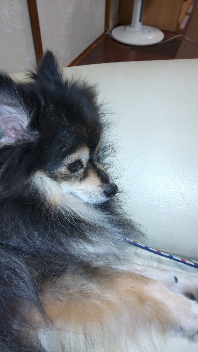 ak_mmryt's tweet photo. やっと涼しくなってきた😆

#ポメラニアン
#pomeranian https://t.co/8zlgHBdhV2