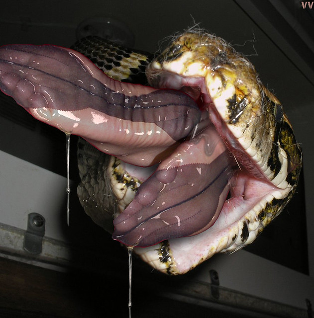SnakeSkinCasket's tweet photo. Curvaceous women are the most delicious of all

#SnakeVore #VoreRP https://t.co/ItpjD0SDRr