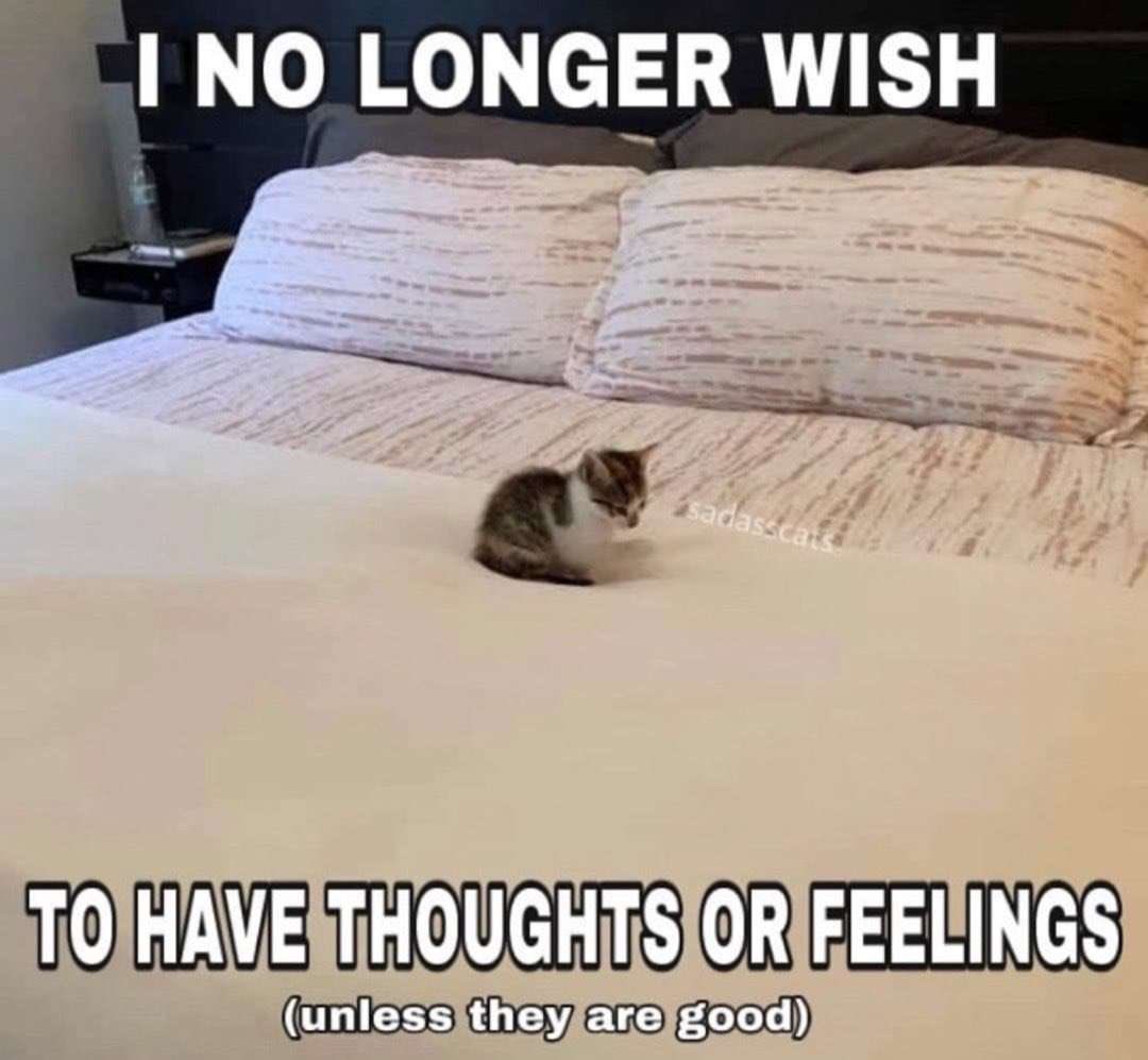 literallymecats's tweet photo. https://t.co/haGWyPsUW0