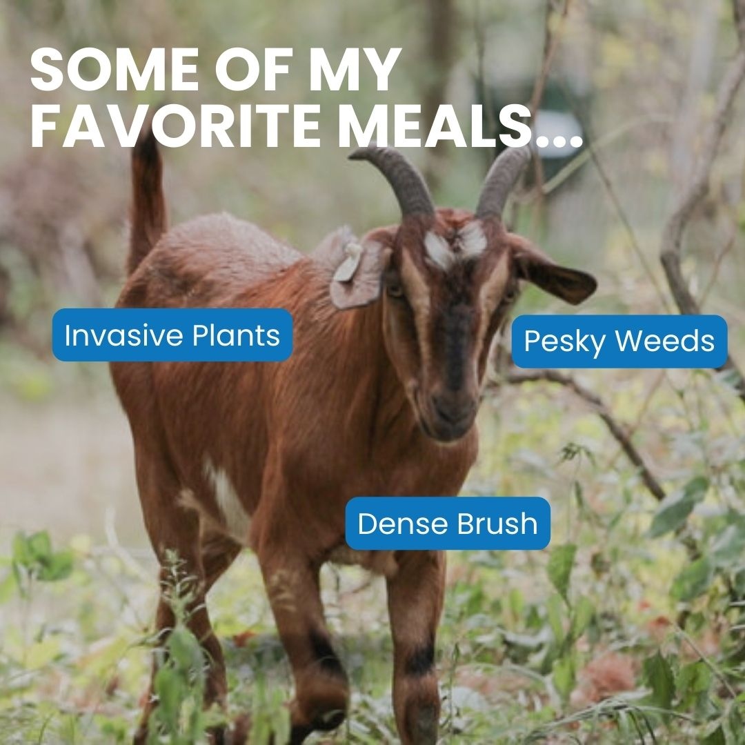 Are unwelcome or invasive plants turning your wooded property into a prickly or perhaps poisonous predicament?🌿😬 Embrace a hassle-free, sustainable solution with Goats On The Go®!💚

Why goats? Visit👉️: goatsonthego.com/why-goats

#goatgrazing #goatrental #goatsonthego #GOTG