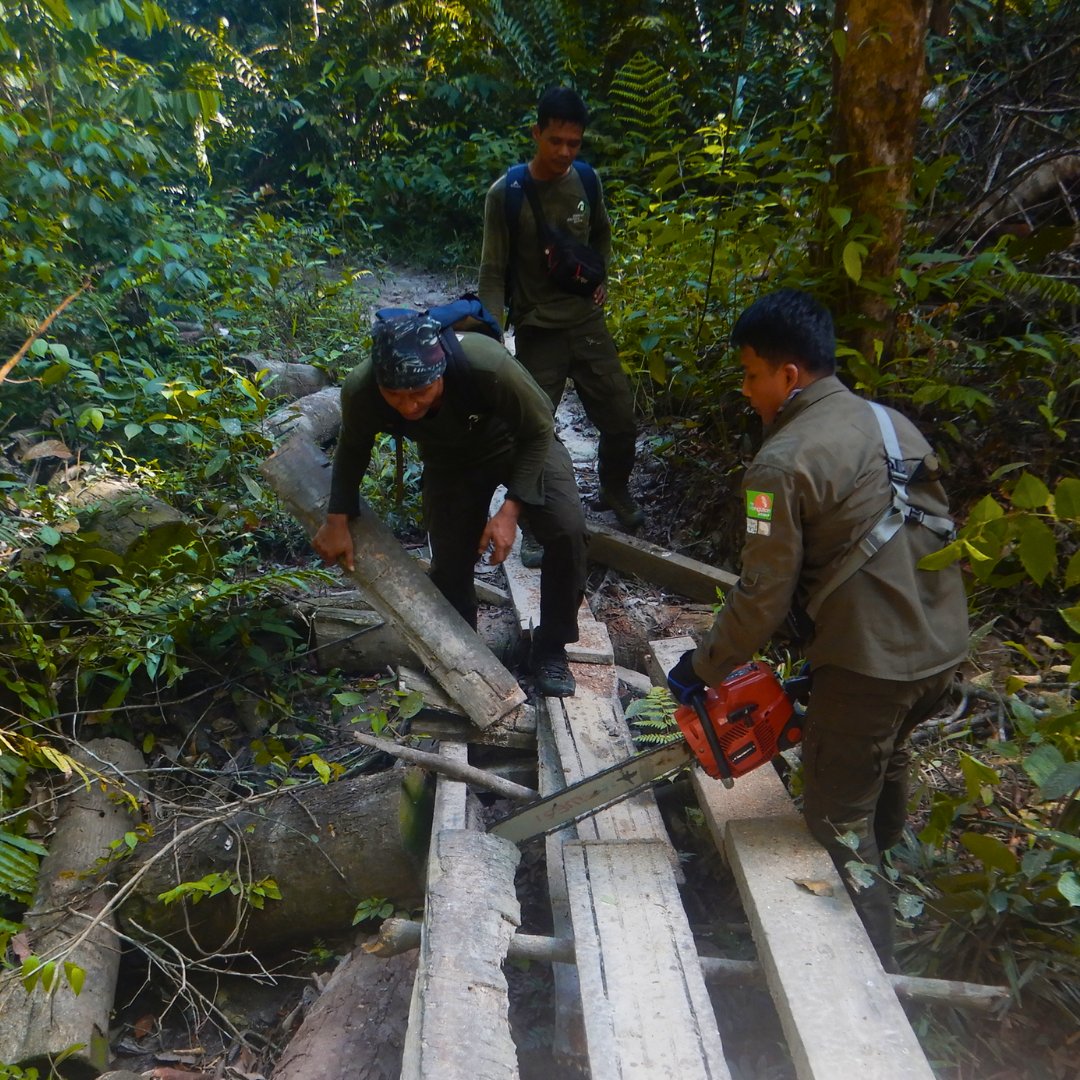 🚨 Field Update: Illegal Logging

Our fight is a holistic one: by ending cycles of illegal logging and deforestation, we are saving the homes of Critically Endangered orangutans, tigers, elephants and other precious species. 

#IllegalLogging #ForestGuardians #SaveTheForest