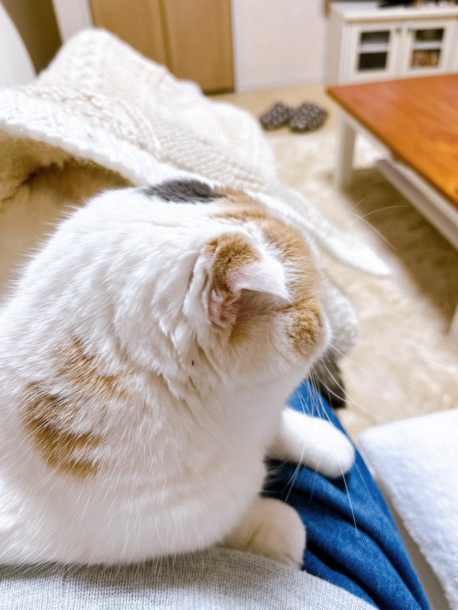 良い猫 (@liangim9762) on Twitter photo 