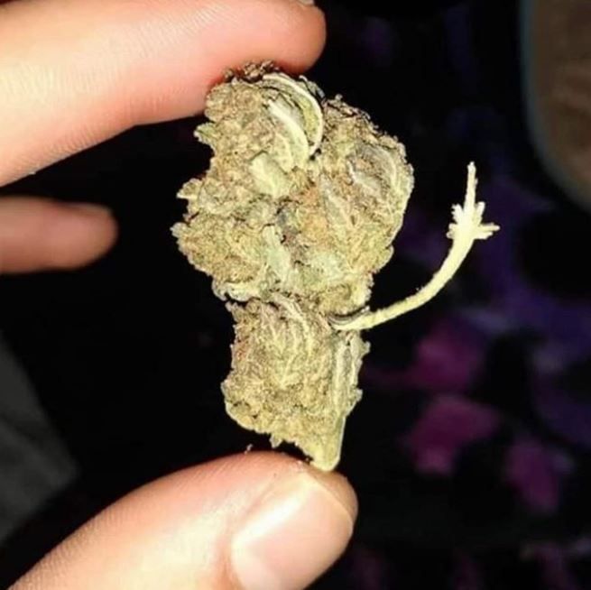 "You should quit smoking weed"

Me: