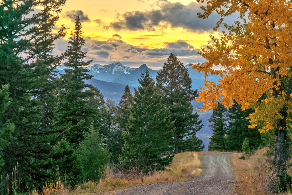 A bright tree along a mountain road