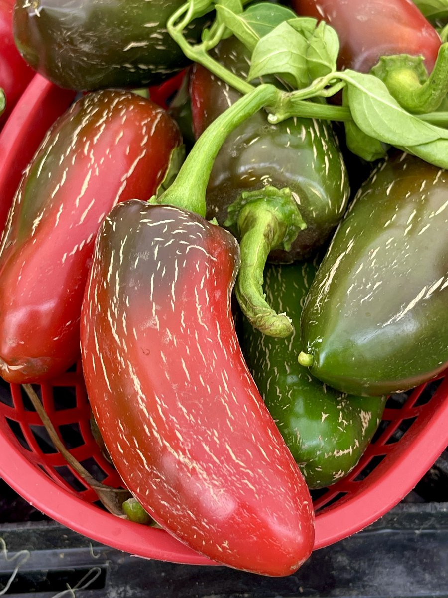 Staff_Commodore's tweet photo. This morning at the Santa Monica Farmers Market.
A bit foggy today.
π
π₯ππ₯πΆοΈπ«ππ΄π
#SantaMonica #Food #foodphotography #Foodie https://t.co/P7IgcGhJQD