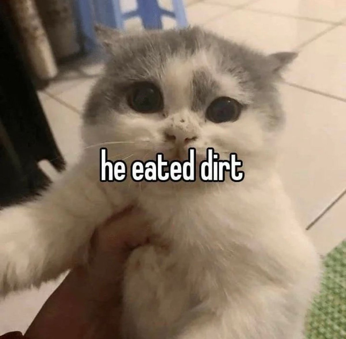 PostsOfCats's tweet photo. https://t.co/IWmgC0cbZg