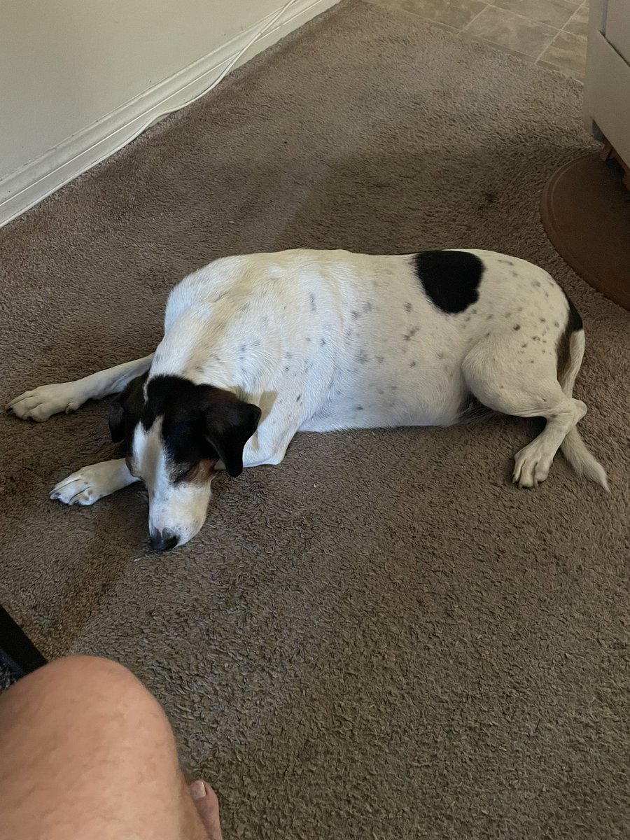 thedudewooflops's tweet photo. The closer it gets to my dinner time the closer I sit near Dad! ๐ถ๐ถ๐๐#SmartDude https://t.co/b3ws0wDTvx