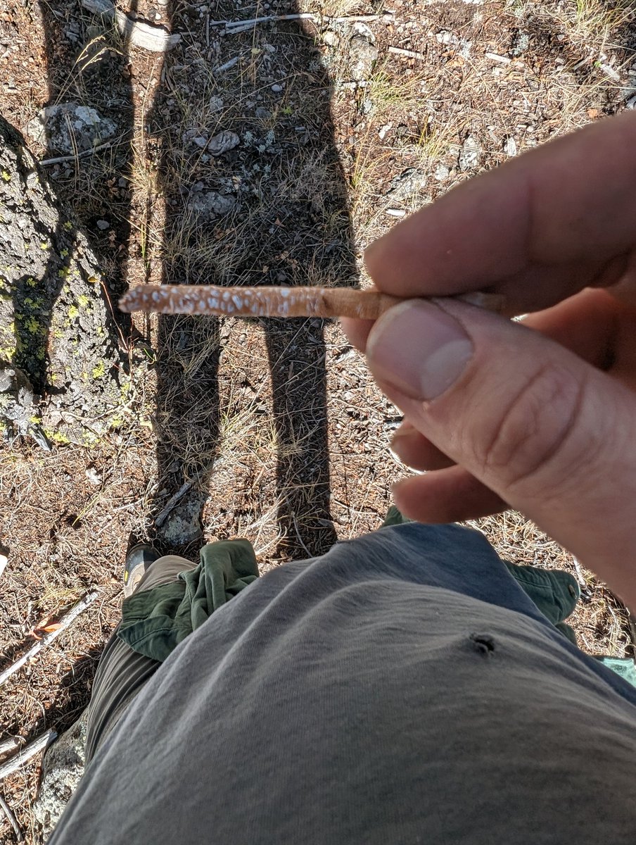 Brandon Strange, PhD. tweet media