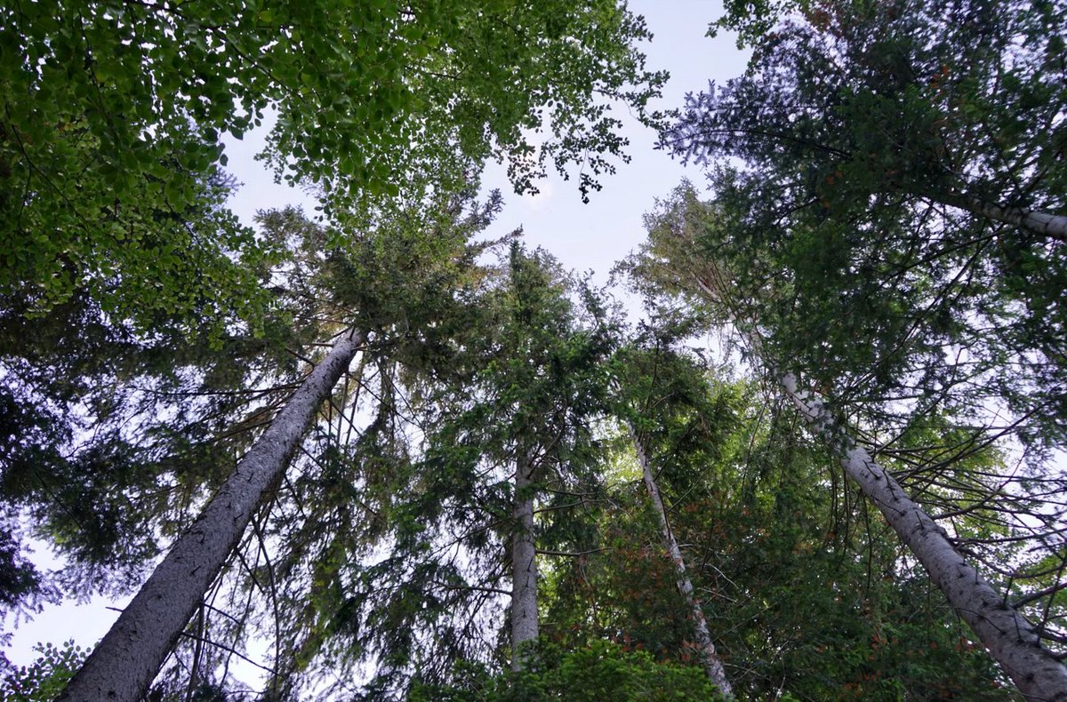 Unternehmenskommunikation Schweiz Tourismus (@stcorpcomm) on Twitter photo #Schweizer #Herbst: Berg-#Waldbaden idyllisch & abgelegen im <a href="/Entlebuch/">UNESCO Biosphäre Entlebuch</a> @ilovelucerne myswitzerland.com/de-ch/erlebnis… #ShinrinYoku #IneedSwitzerland 🇨🇭🍂🌲🌳 #Schweizer #Herbst: Berg-#Waldbaden idyllisch & abgelegen im <a href="/Entlebuch/">UNESCO Biosphäre Entlebuch</a> @ilovelucerne myswitzerland.com/de-ch/erlebnis… #ShinrinYoku #IneedSwitzerland 🇨🇭🍂🌲🌳