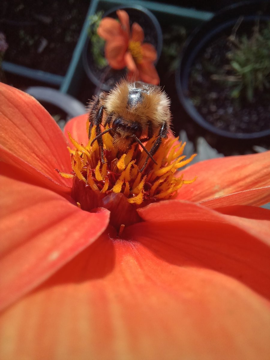 Good morning and happy #InsectThursday everyone. Here we are face to face with a common carder bee as it fuels up on dahlia nectar and pollen. Have a good day folks 😀

#gardening #wildlifegarden #dahlialove #SaveTheBees